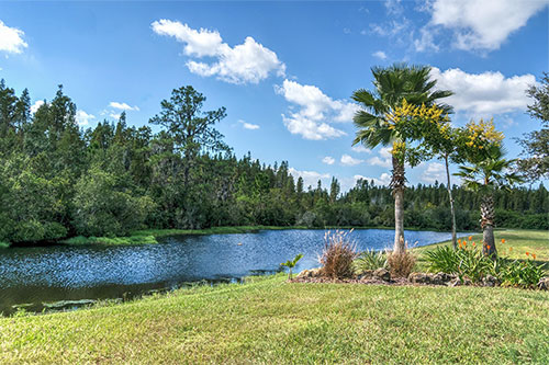 Fall Landscape Defense: How to Protect Florida's Trees and Shrubs Before Winter Hits