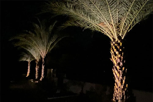 5 Landscape Lighting Techniques That Make Florida Properties Feel More Premium After Dark