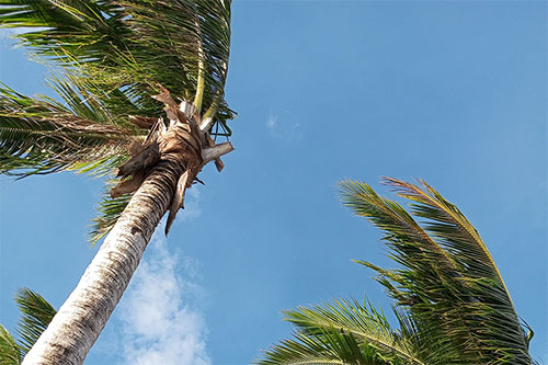 Florida Hurricane Landscape Preparation for HOA & Commercial Properties