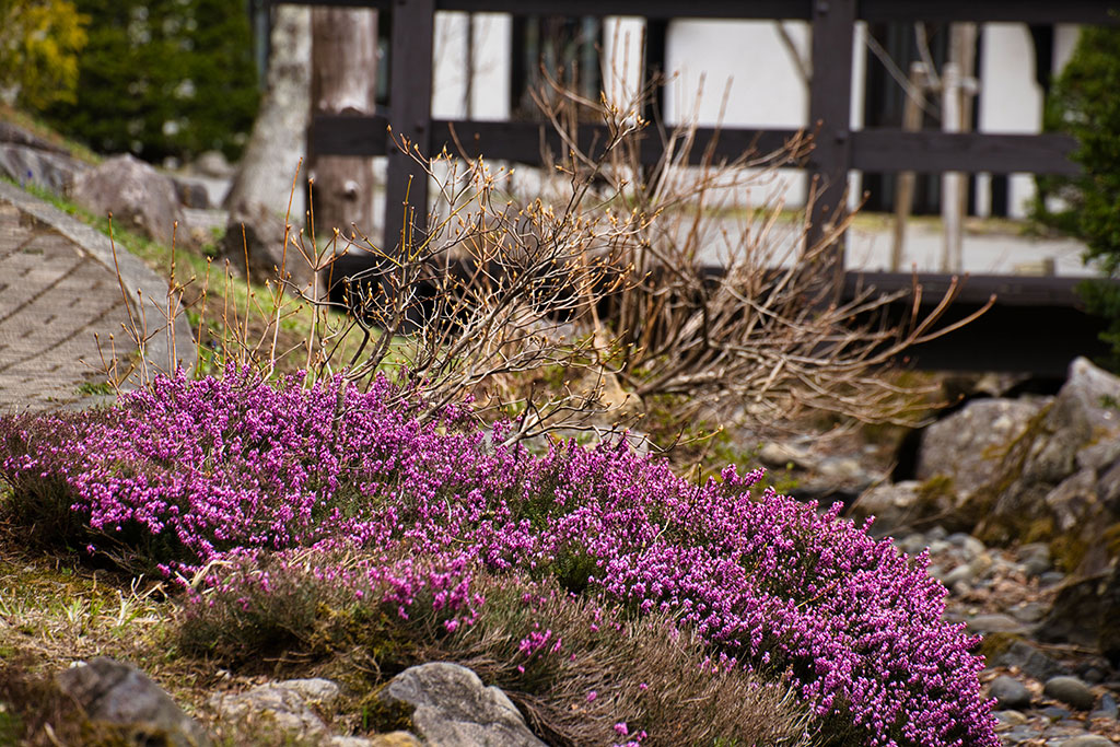 Why Some Florida Landscapes Become Expensive to Maintain