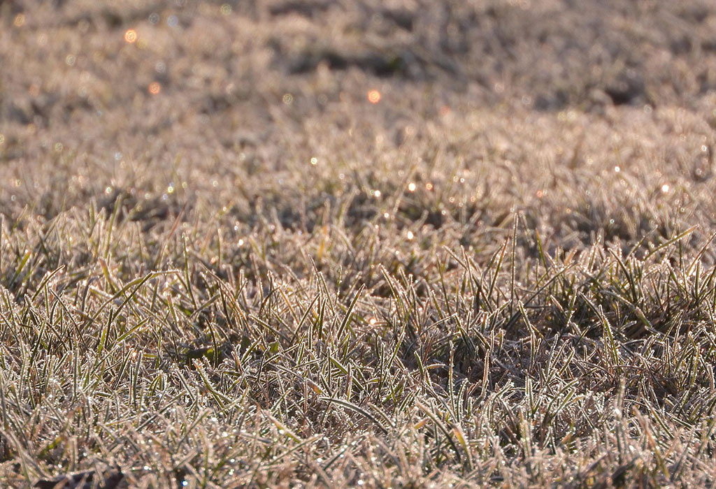 What Happens to Florida Turf After a 20°F Freeze - Damage, Recovery, and Pest Risks