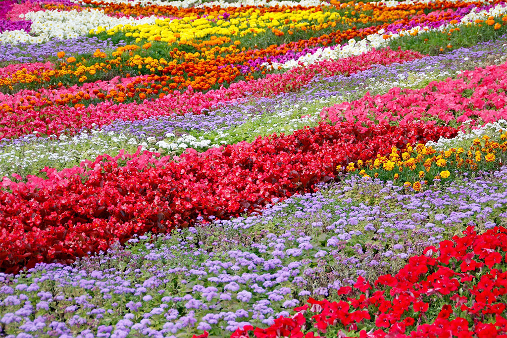 Florida-Friendly Flowering Plants for Gainesville Landscapes