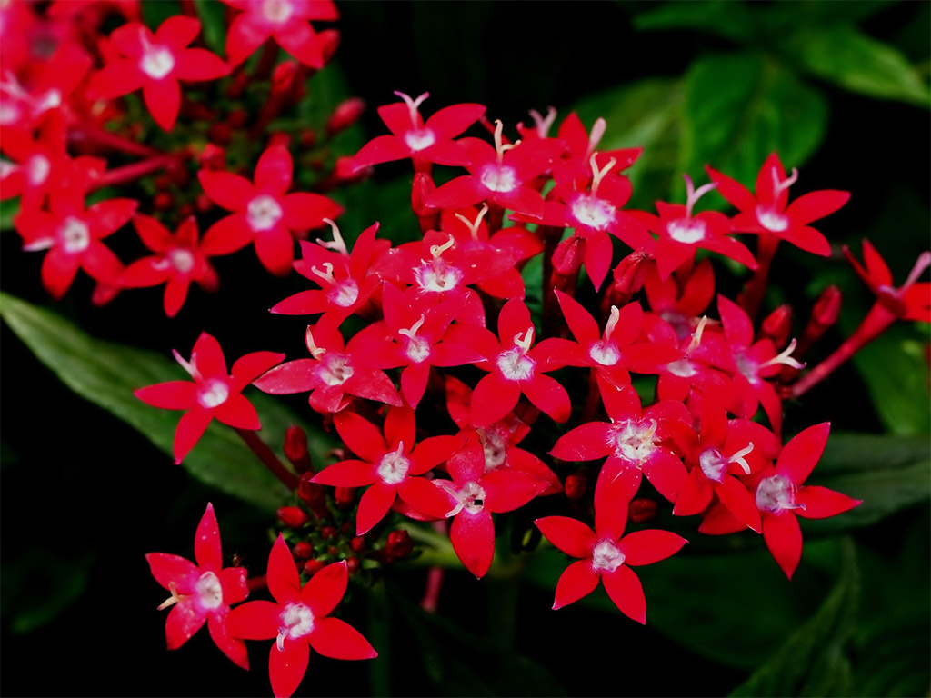 Pentas Florida-Friendly Flowering Plants for Gainesville Landscapes