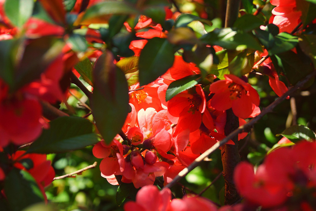 Firebush Florida-Friendly Flowering Plants for Gainesville Landscapes