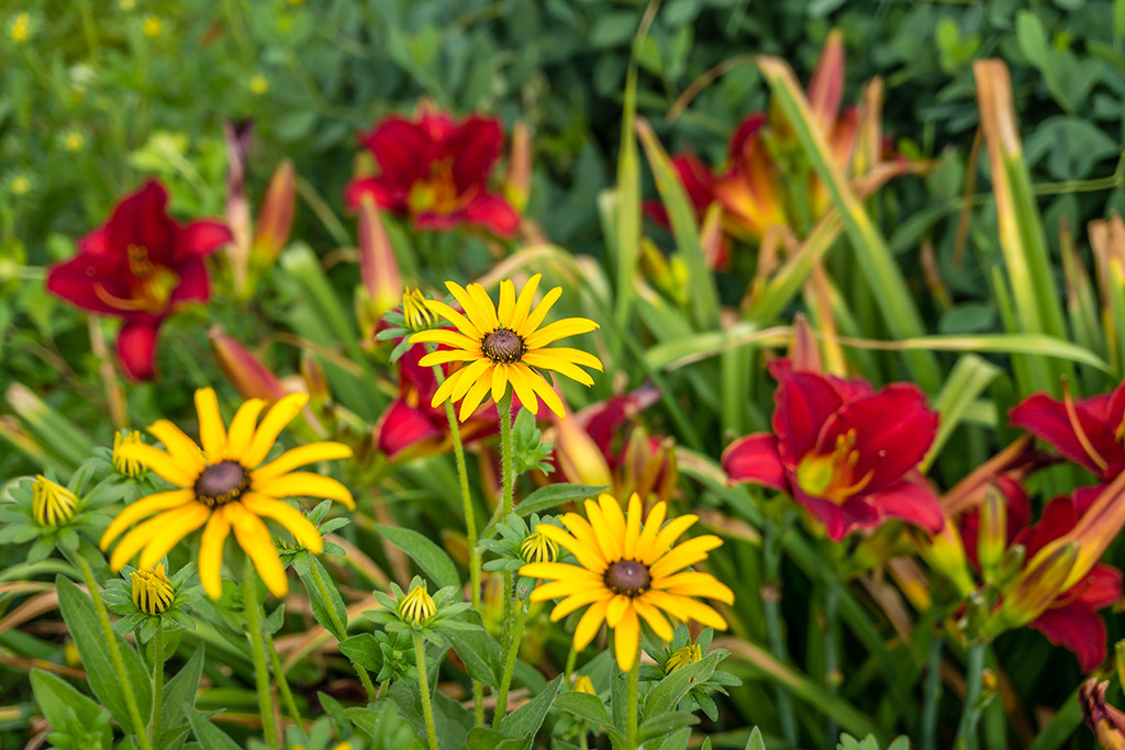 Why Gainesville Landscapes Are Moving Toward Longer-Lasting Perennials Instead of Constant Seasonal Replacements