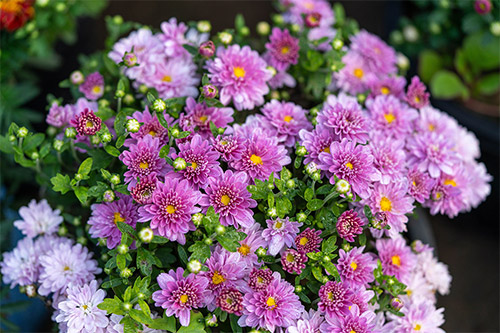 Why Gainesville Landscapes Are Moving Toward Longer-Lasting Perennials Instead of Constant Seasonal Replacements
