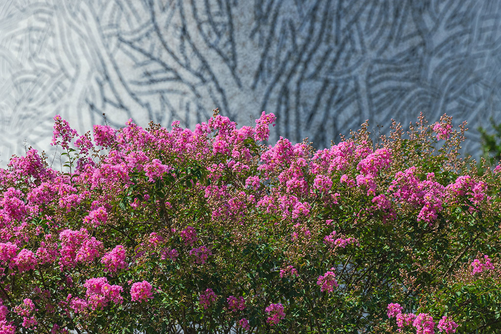 Best Florida Native Privacy Trees for Gainesville Landscapes