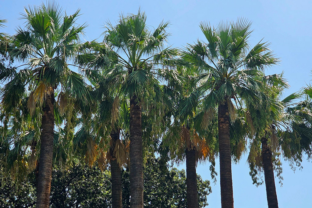 Best Florida Native Privacy Trees for Gainesville Landscapes