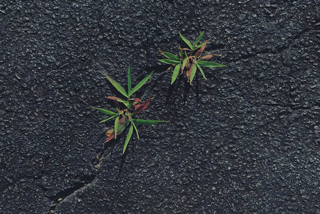 Why Weeds Keep Returning in Gainesville Florida Lawns