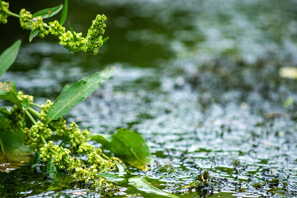 Why Weeds Keep Returning in Gainesville Florida Lawns