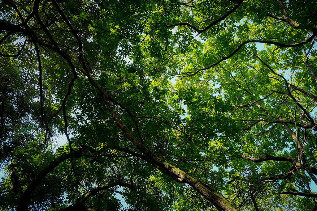 Why Weeds Keep Returning in Gainesville Florida Lawns