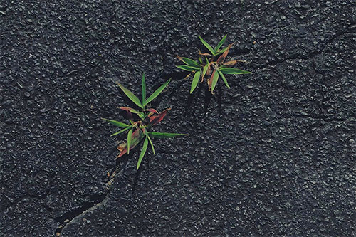 Why Weeds Keep Returning in Gainesville Florida Lawns