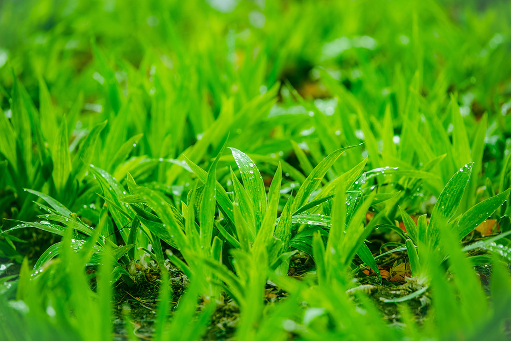 Best Groundcovers for Patchy Grass in Gainesville Florida