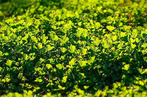 Best Groundcovers for Patchy Grass in Gainesville Florida