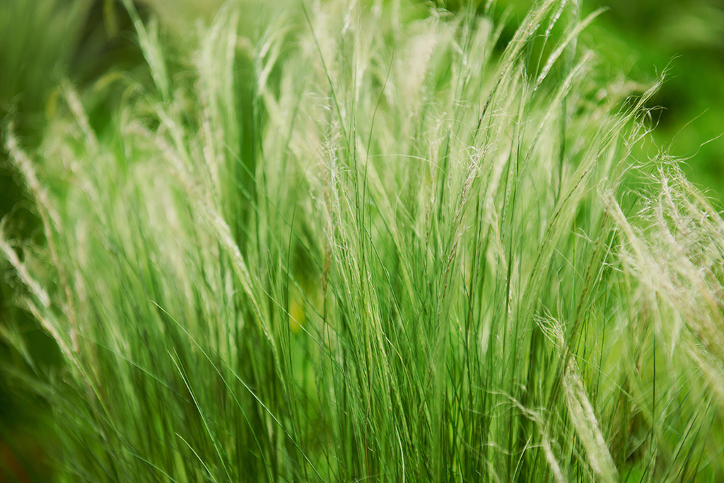 Best Ornamental Grasses for Gainesville Florida Landscape Borders