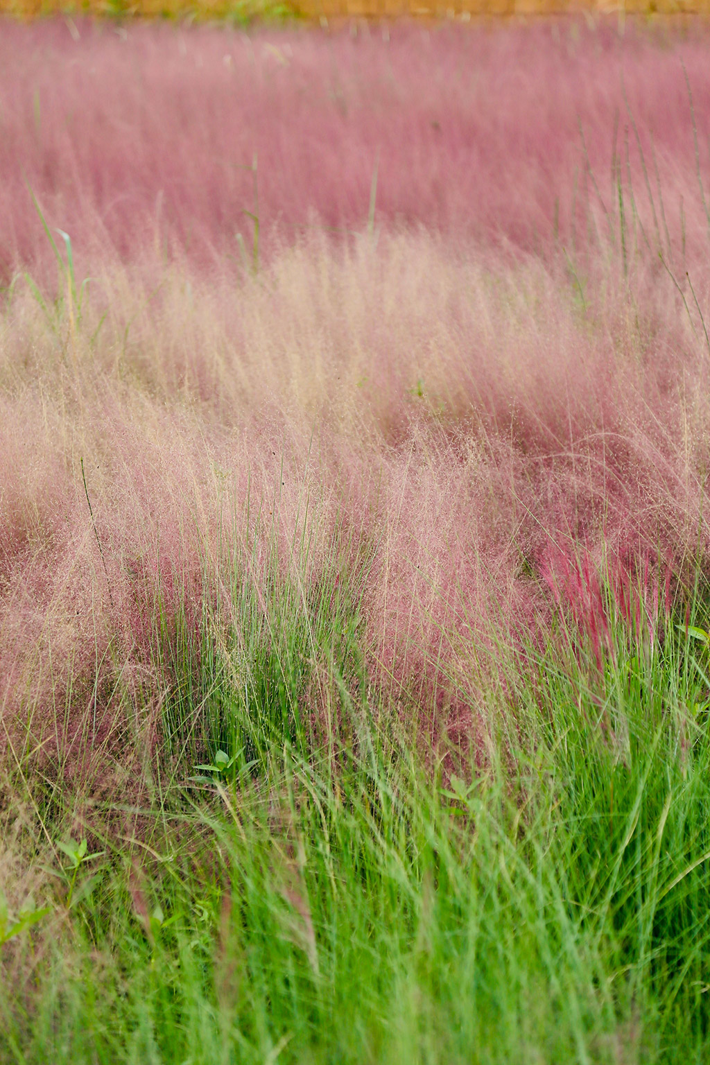 Best Ornamental Grasses for Gainesville Florida Landscape Borders