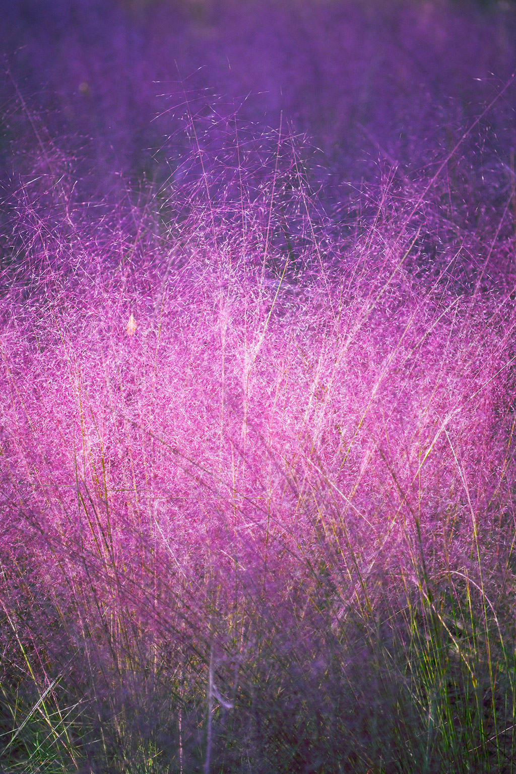 Best Ornamental Grasses for Gainesville Florida Landscape Borders