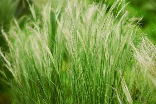 Best Ornamental Grasses for Gainesville Florida Landscape Borders
