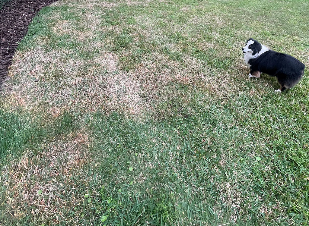 Brown Patch Grass Fungus