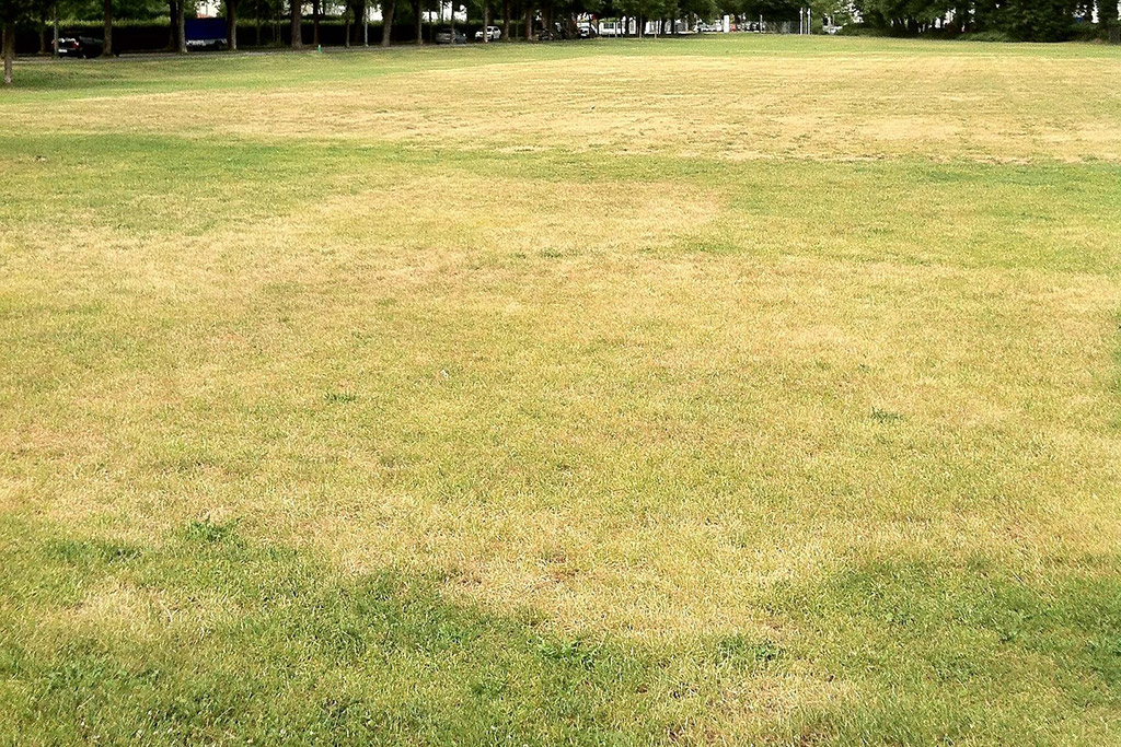 Why Some New Lawns Struggle in Gainesville