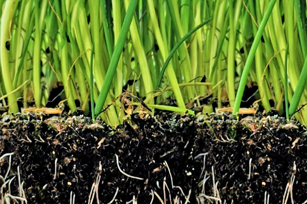 Why Some New Lawns Struggle in Gainesville