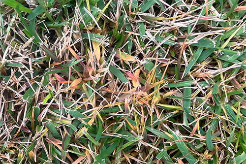 Brown Patch Fungus in Florida Lawns