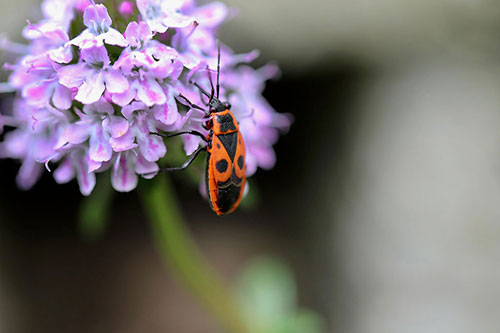 Chinch Bugs