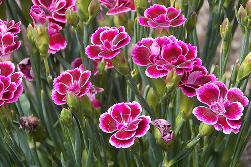 Fall Annuals