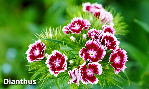 Fall Annuals - Dianthus