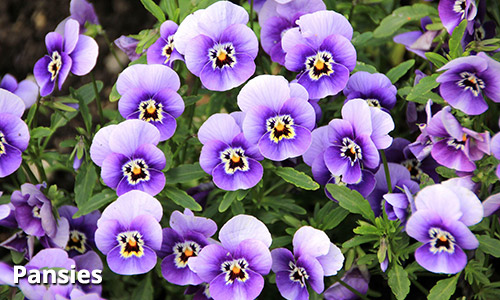 Fall Annuals - Pansies