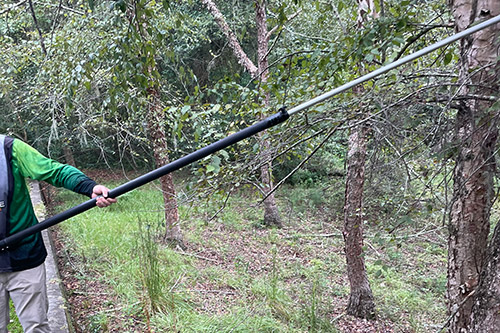Tree Trimming