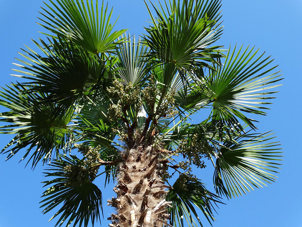 Palm Tree