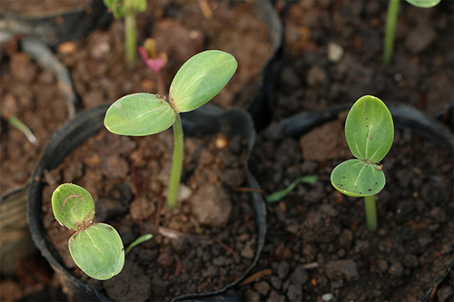 Prepare for the Growing Season