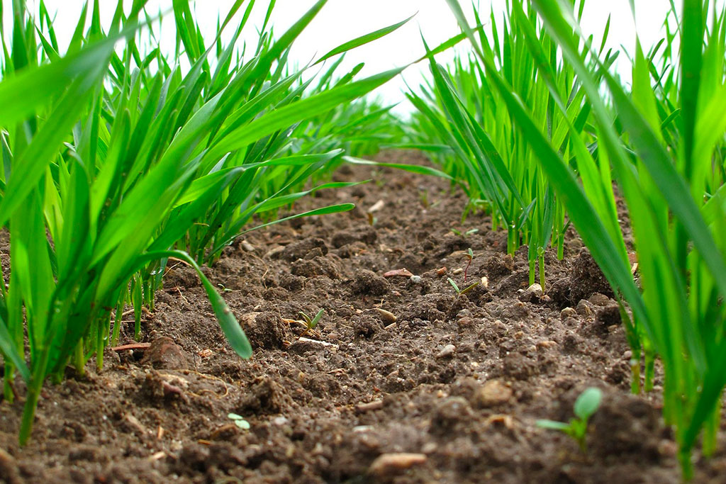 Why Soil Health Determines the Success of Every Florida Landscape