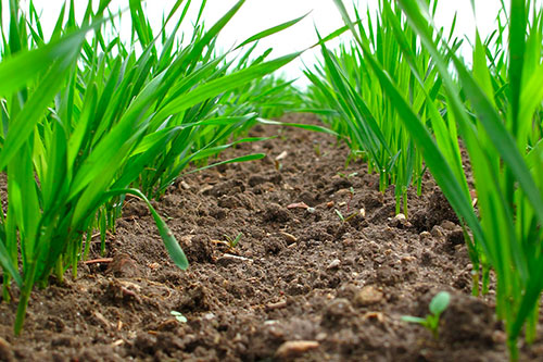 From the Ground Up - Why Soil Health Determines the Success of Every Florida Landscape