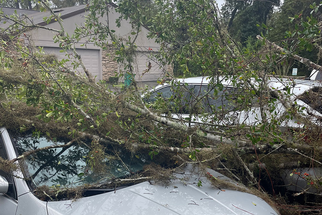 Tree failure is preventable