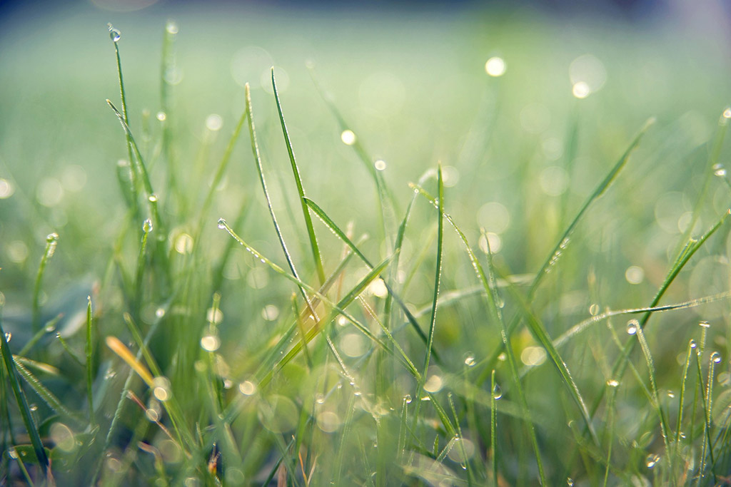Why Weeds Explode After a Freeze - What Florida Lawns Are Really Experiencing